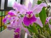 la galerie - orchidées avec système d'irrigation automatique